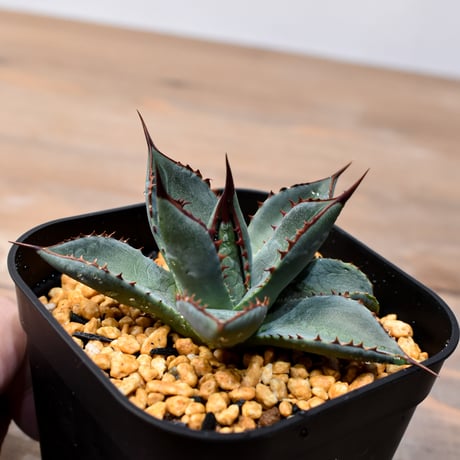 アガベ ハイブリット （パラサナ、イシスメンシス）×曙光【台湾botanical_seeker産】A