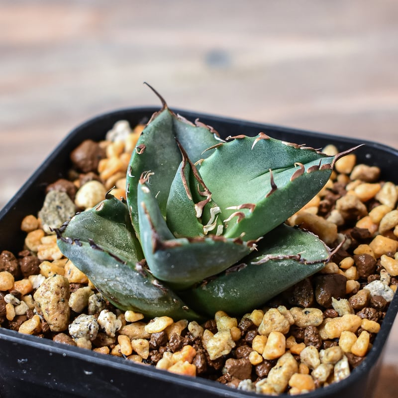 アガベ チタノタ 