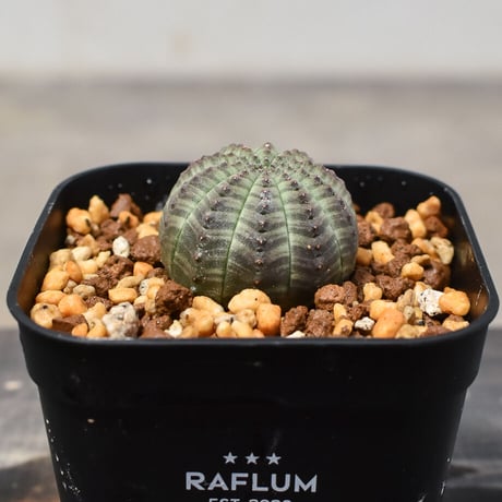 ユーフォルビア オベサ "ミニオベサ" （発根済み）RF230411 I