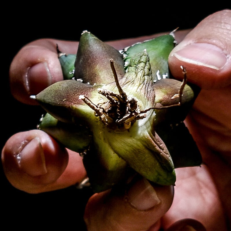 アガベ チタノタ 