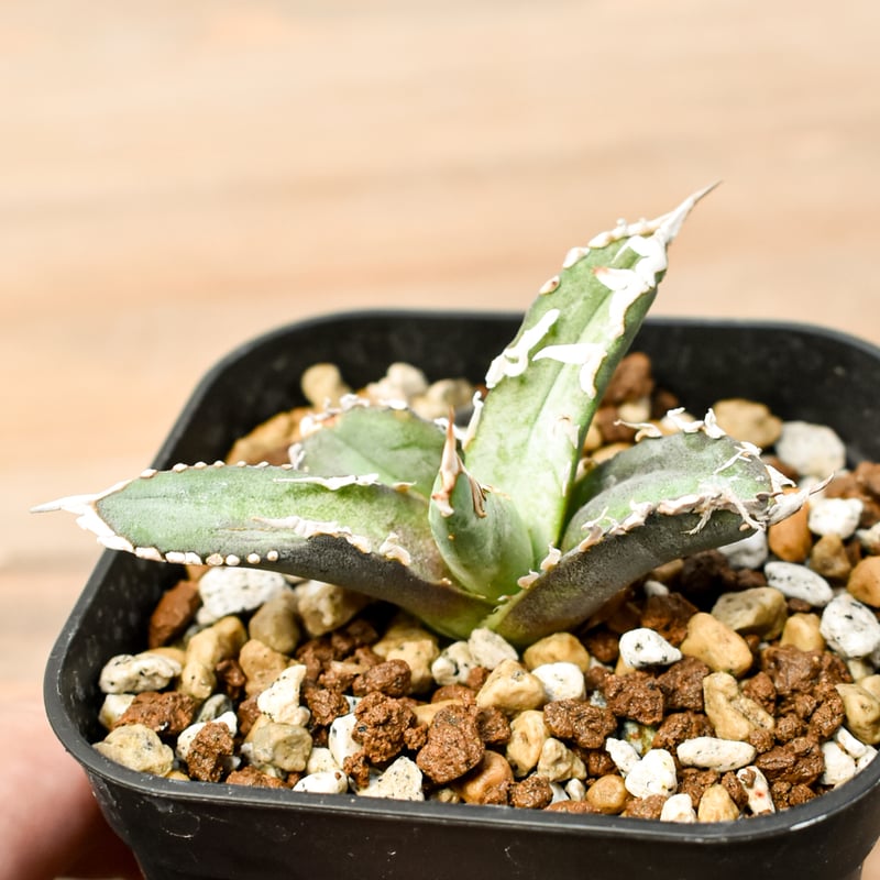 【台湾株】アガベ　台湾　ゴジラ　良血統　子株　将来有望　狂刺 強棘 台湾株】アガベ 台湾 ゴジラ 良血統 子株 将来有望 狂刺 強棘