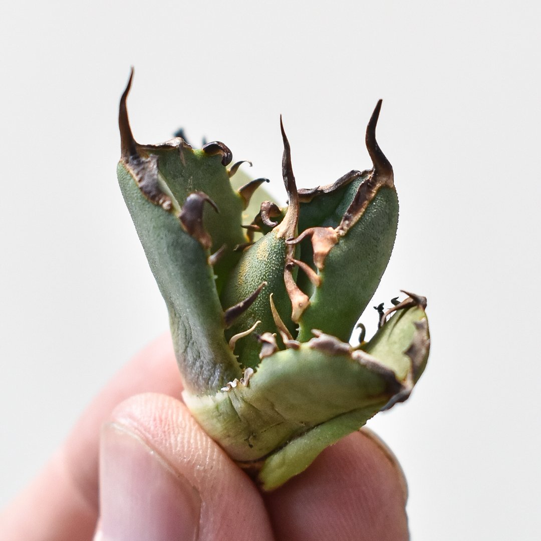 アガベ チタノタ 