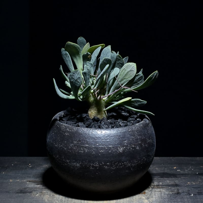 発根済 現地株 オトンナユーフォルビオイデス 黒鬼城 現地球 【公式通販】