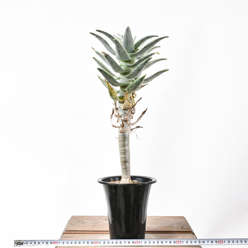 10株同捆アロエ ピランシー Aloe pillansii 実生苗 /多肉植物 アロエ ピランシー Aloe pillansiiのショッピング｜多肉植物図鑑