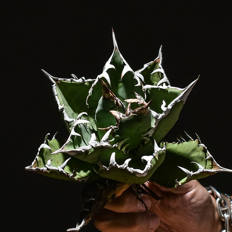 アガベ　チタノタ　魚刺　WH NURSERY アガベ チタノタ 魚刺 WH NURSERY WH NURSERY (@wh_nursery