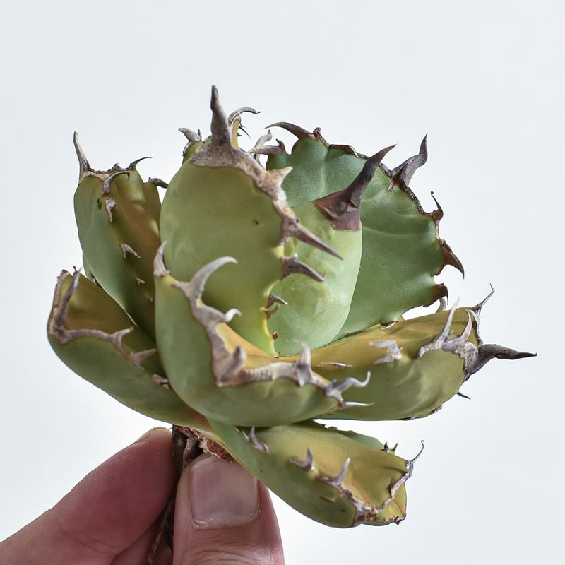 アガベ チタノタ フクロウ / 猫頭鷹 , アザラシ / 海豹【台湾 dragon