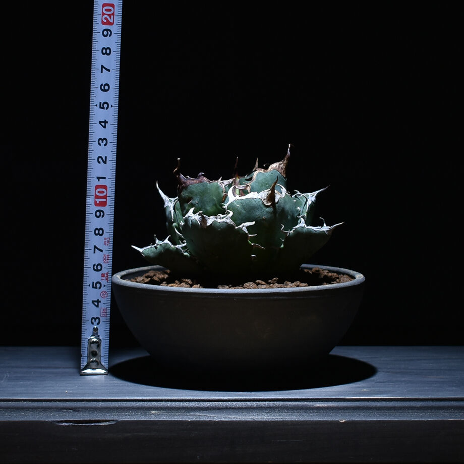 fit=scale-down,w=1200