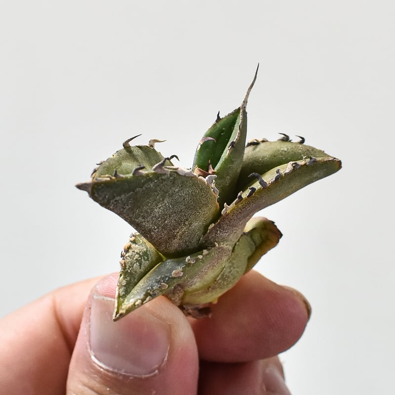 アガベ チタノタ 