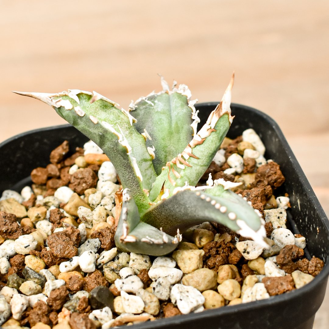 アガベ チタノタ ゴジラ 