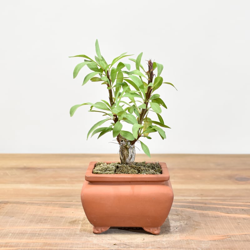 WACK” ON YOUR SIDE】フォークイエリア ファシクラータ WACK-A107