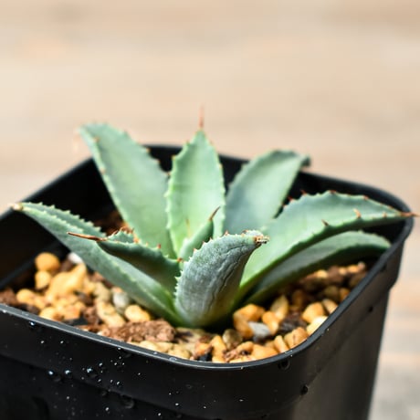 アガベ ハイブリット "吉巴羅" (特白肌怒雷神×血妖) 【台湾huplants2010産/子株販売】RF25011821