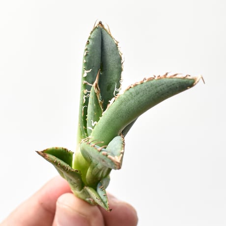 アガベ チタノタ "麻花" 【台湾huplants2010産/子株販売】RF25011618
