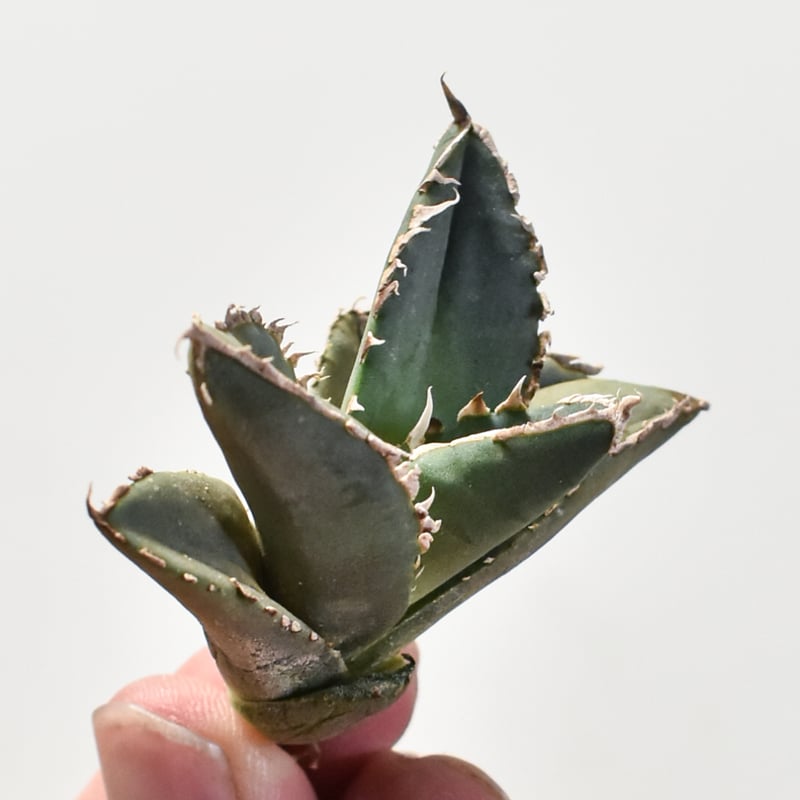 アガベ チタノタ 