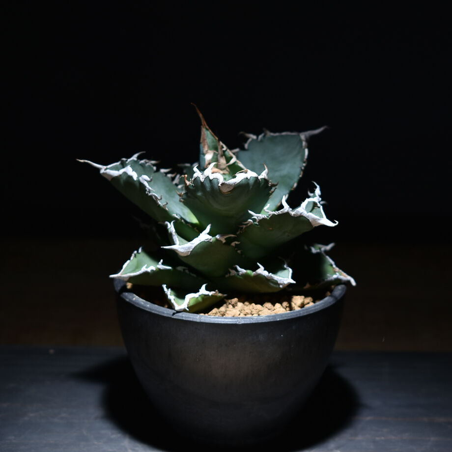 現品鉢ごと発送 アガベ チタノタ 夕映 ソーラーエクリプス アガベ チタノタ ソーラーエクリプス