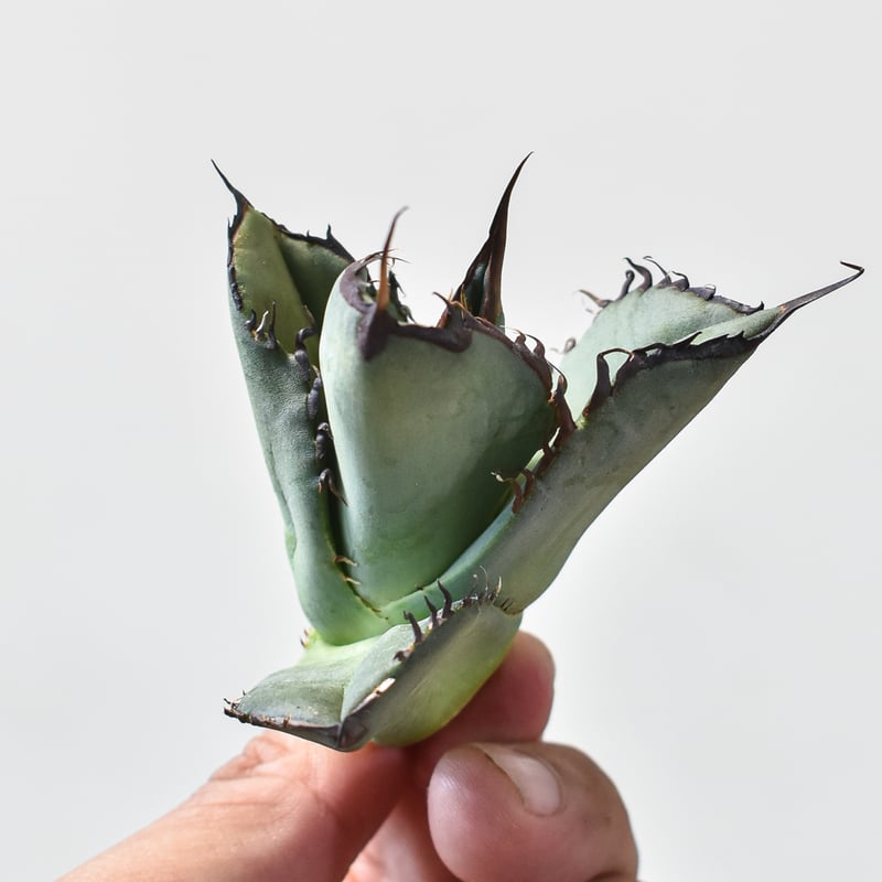 アガベ チタノタ スペード 