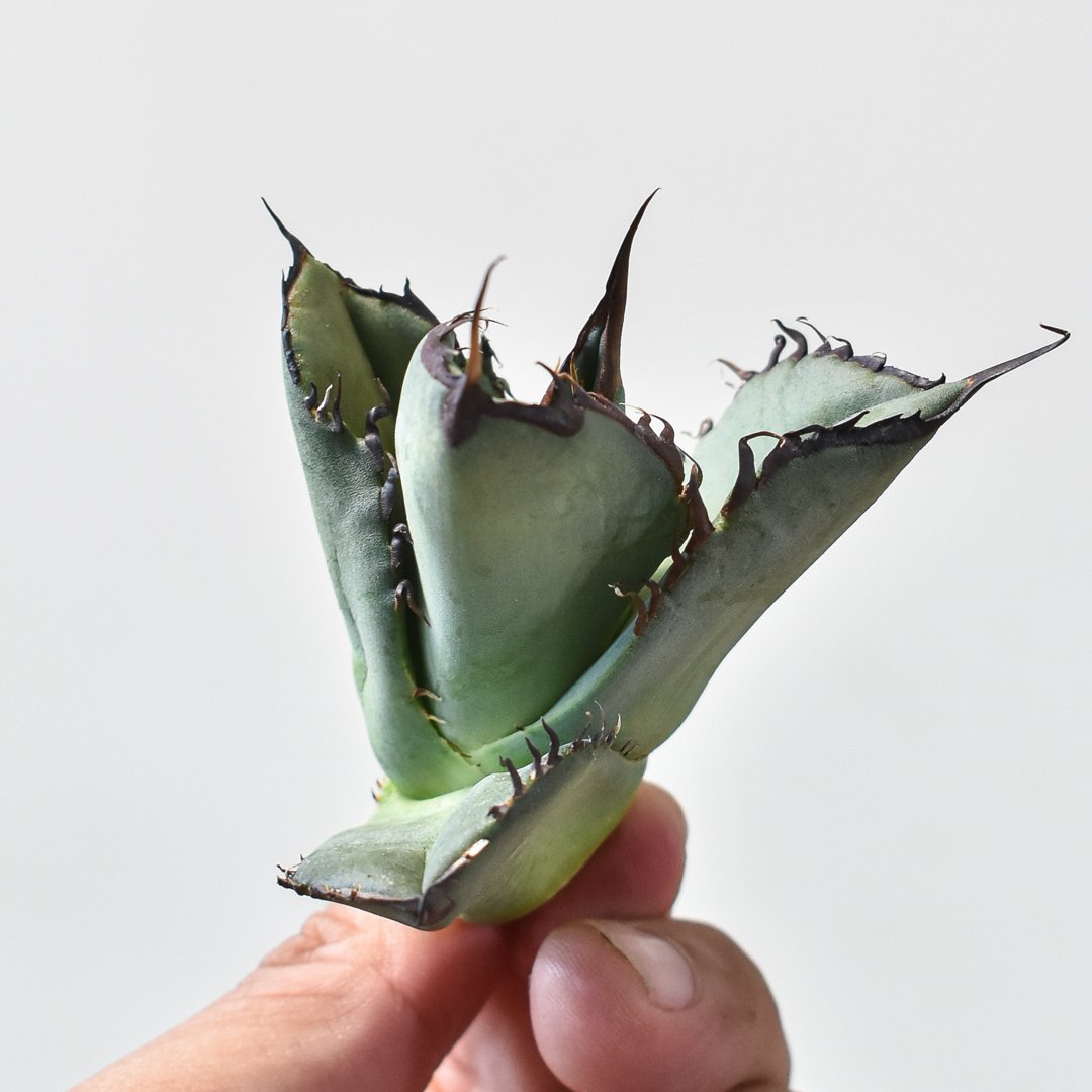 アガベ チタノタ スペード 