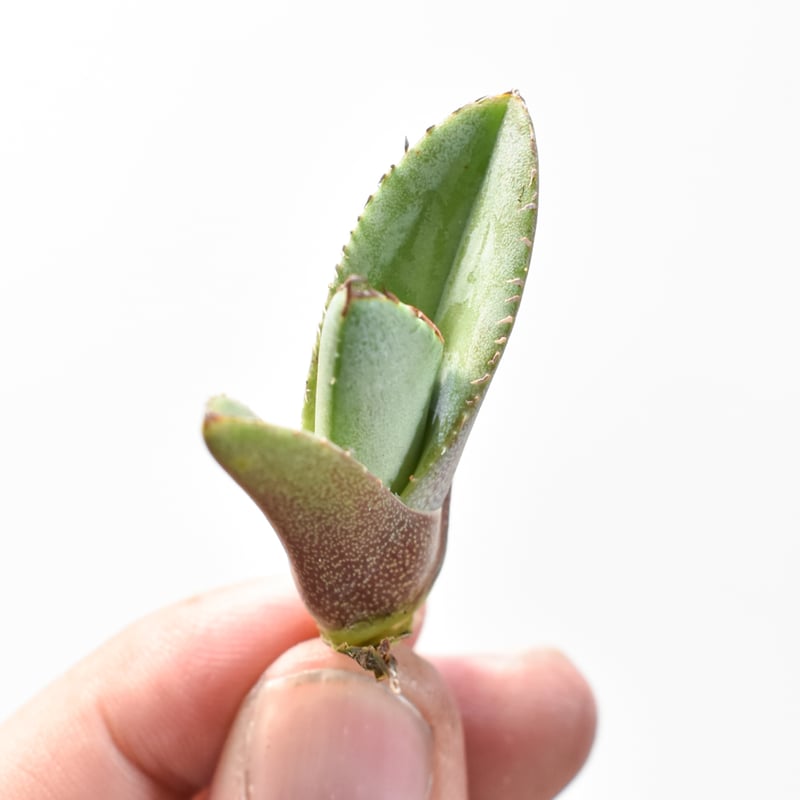 アガベ チタノタ 