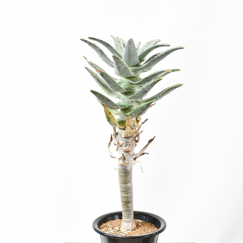 アロエ ピランシー【実生】HK25010013(T) | RAFLUM / ラフラム｜東京