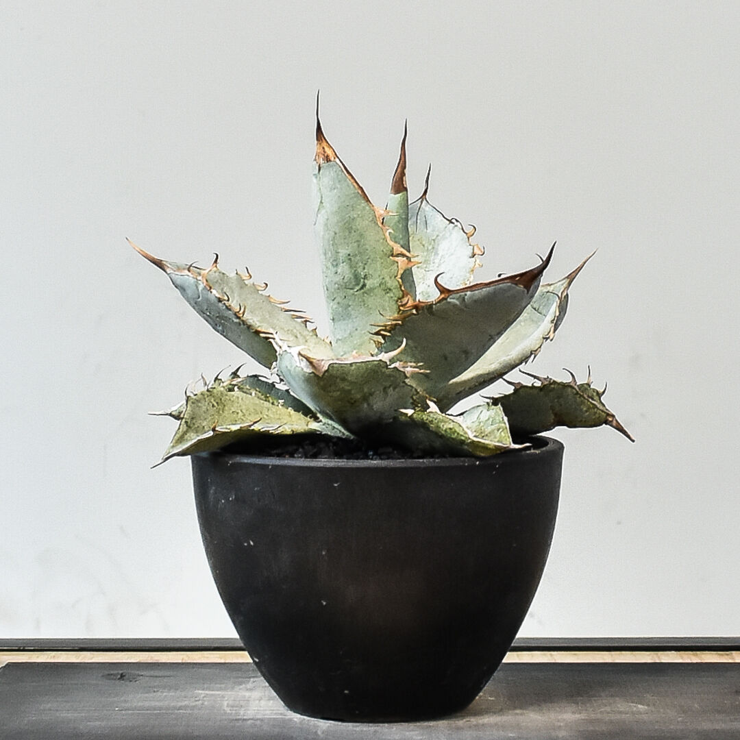 アガベ チタノタ ホワイトアイス （発根済み）RF231454 | RAFLUM