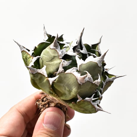 オアハカオテロイ | STORES