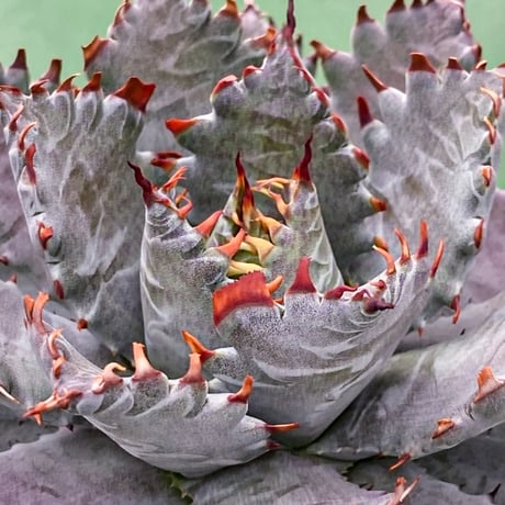 アガベ ハイブリット "血羅刹" (特白肌怒雷神×血妖) 【台湾botanical_seeker産】RFPC25011433