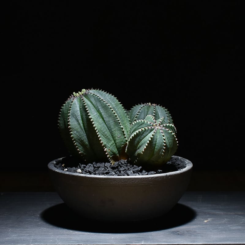 ユーフォルビア オベサ×バリダ 