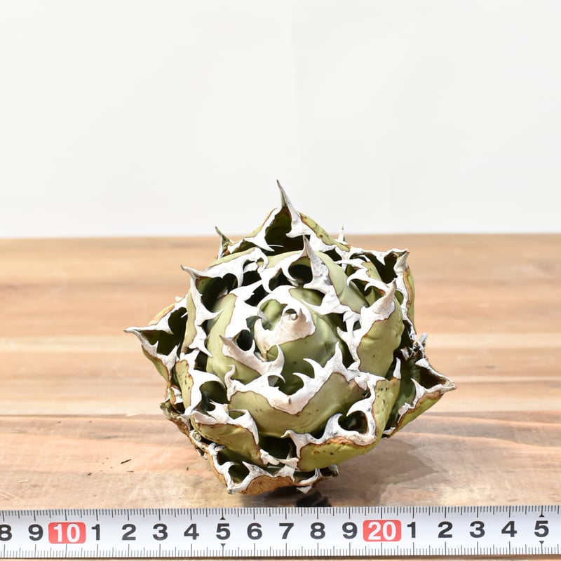 アガベ チタノタ 姫厳龍 親株出品 アガベ チタノタ 姫厳竜 / Agave titanota 'Dwarf' #3 | Duck