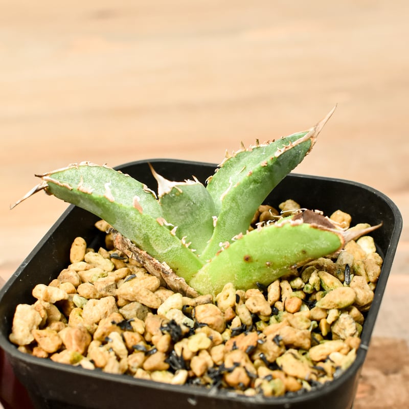 アガベ チタノタ 