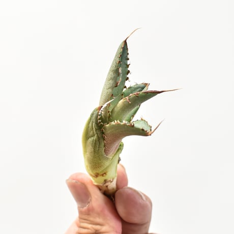 【5CLAW】アガベ チタノタ "蛇姫"  【台湾 dragon agave産/子株/抜き苗販売】RFDG25010956