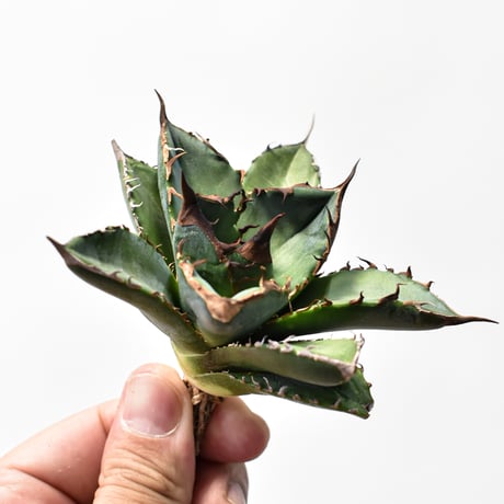 アガベ緑犀牛 | STORES