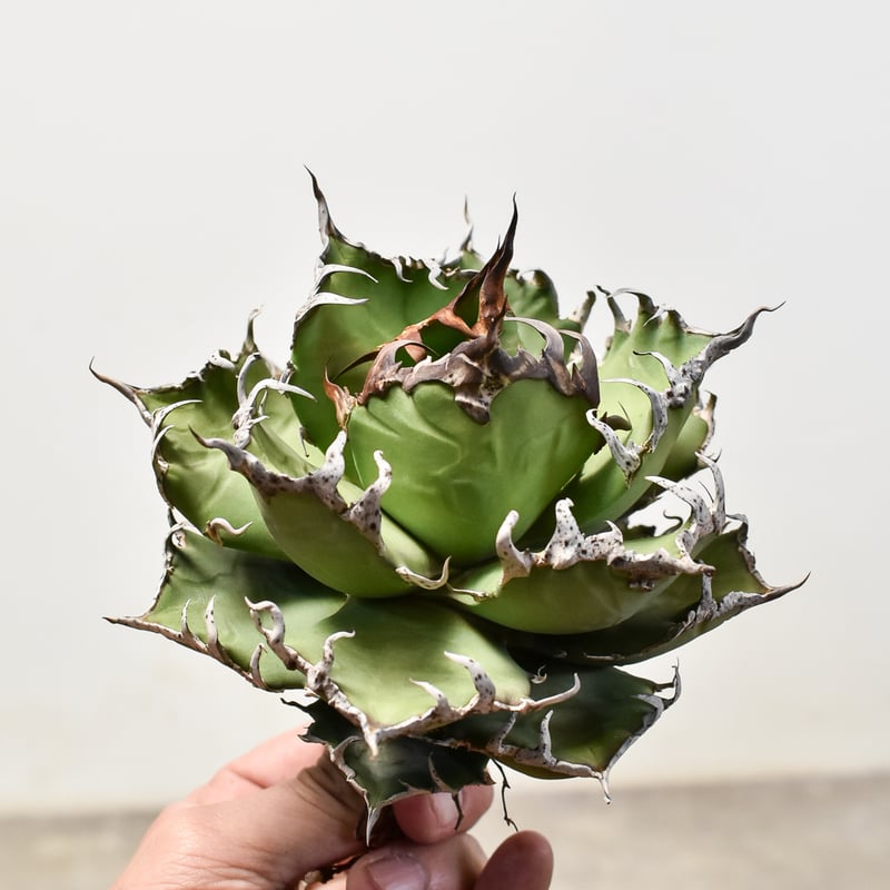 ボール形❗️超美株　アガベ　チタノタ　シーザー【24】 ボール形❗️超美株 アガベ チタノタ シーザー【24】 ボール形