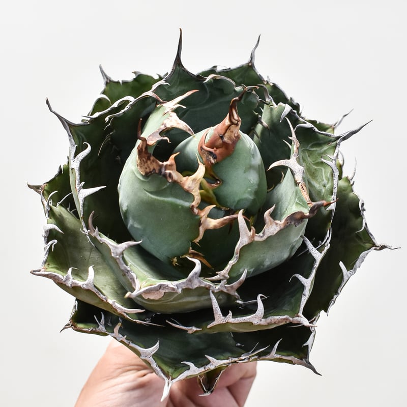 アガベ チタノタ ボールタイプ抜き苗大株