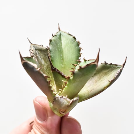 アガベ チタノタ  DENNIS040 "キングアーサー同血統"  【台湾産/抜き苗/子株】B DS2400521