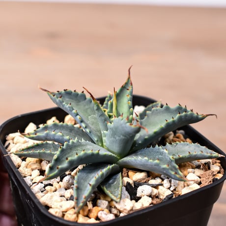 アガベ ハイブリット "特選血雷×象牙妖炎" (血斑無し個体)【台湾botanical_seeker産/選抜株】RF25011808