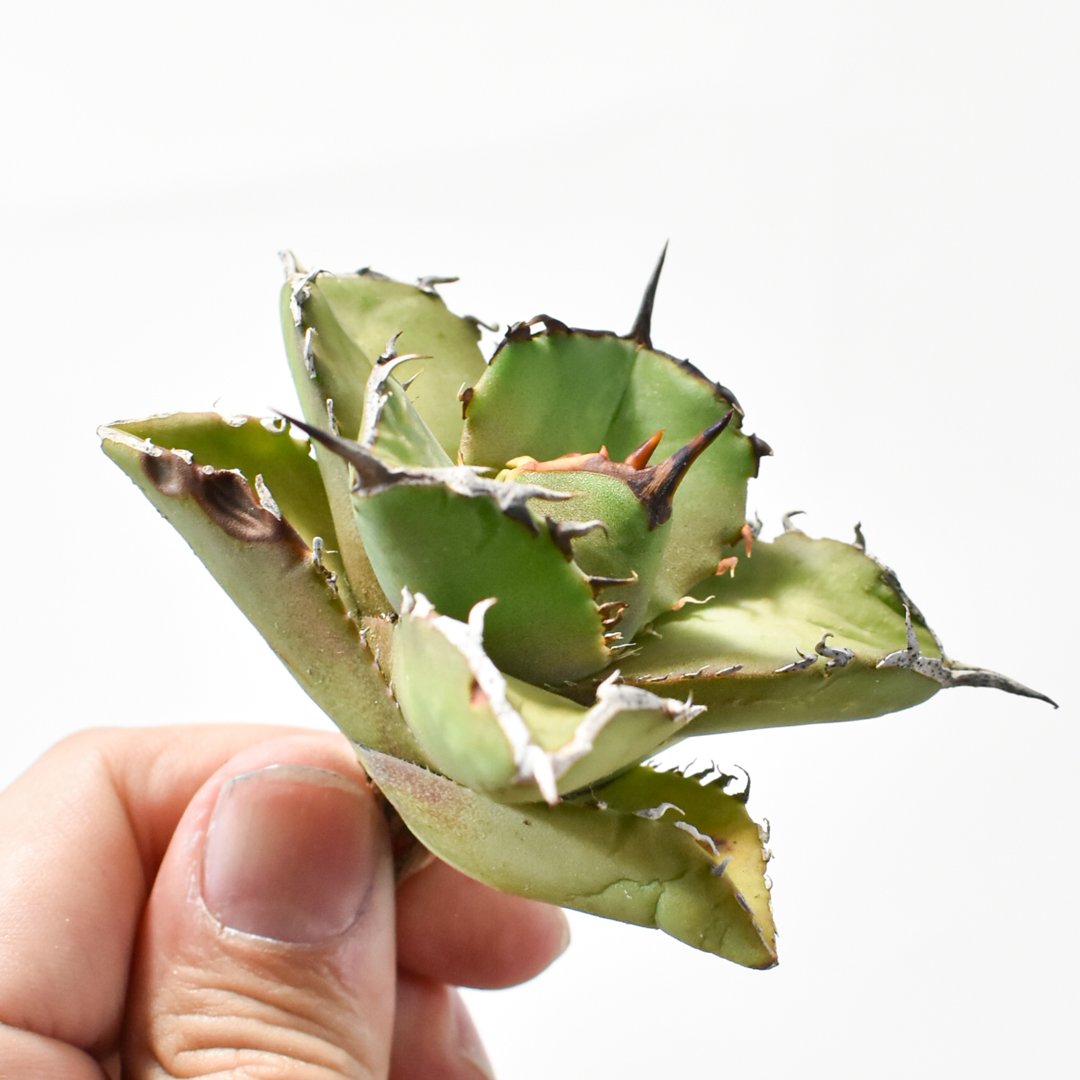 Yan Agave Nursery産　虎鯨　ブラックドラゴン　シャチ　アガベ Yan Agave Nursery産 虎鯨 ブラックドラゴン シャチ アガベ