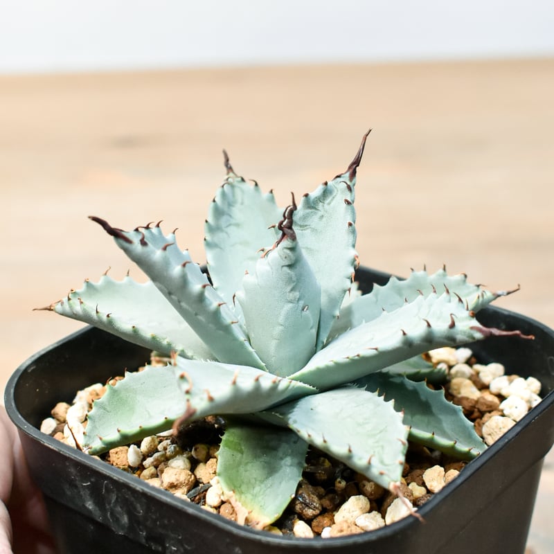 アガベ ハイブリット 雲虎甲蟹×象牙妖炎(モコイシス×陽炎エボリ