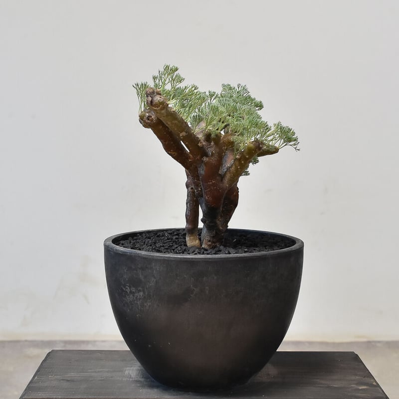 サルコカウロン ムルチフィズム 現地株 発根済 発根済】サルコカウロン ムルチフィズム 現地株 モンソニア