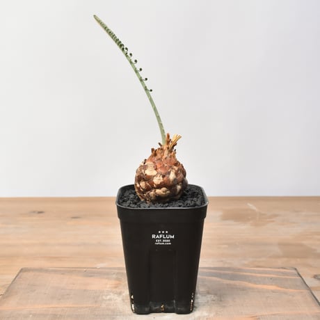 サイカスカイルンシアナ 赤肌 国内越冬2年株 花宇宙購入 34cm サイカスカイルンシアナ 赤肌 国内越冬2年株 花宇宙購入 34cm