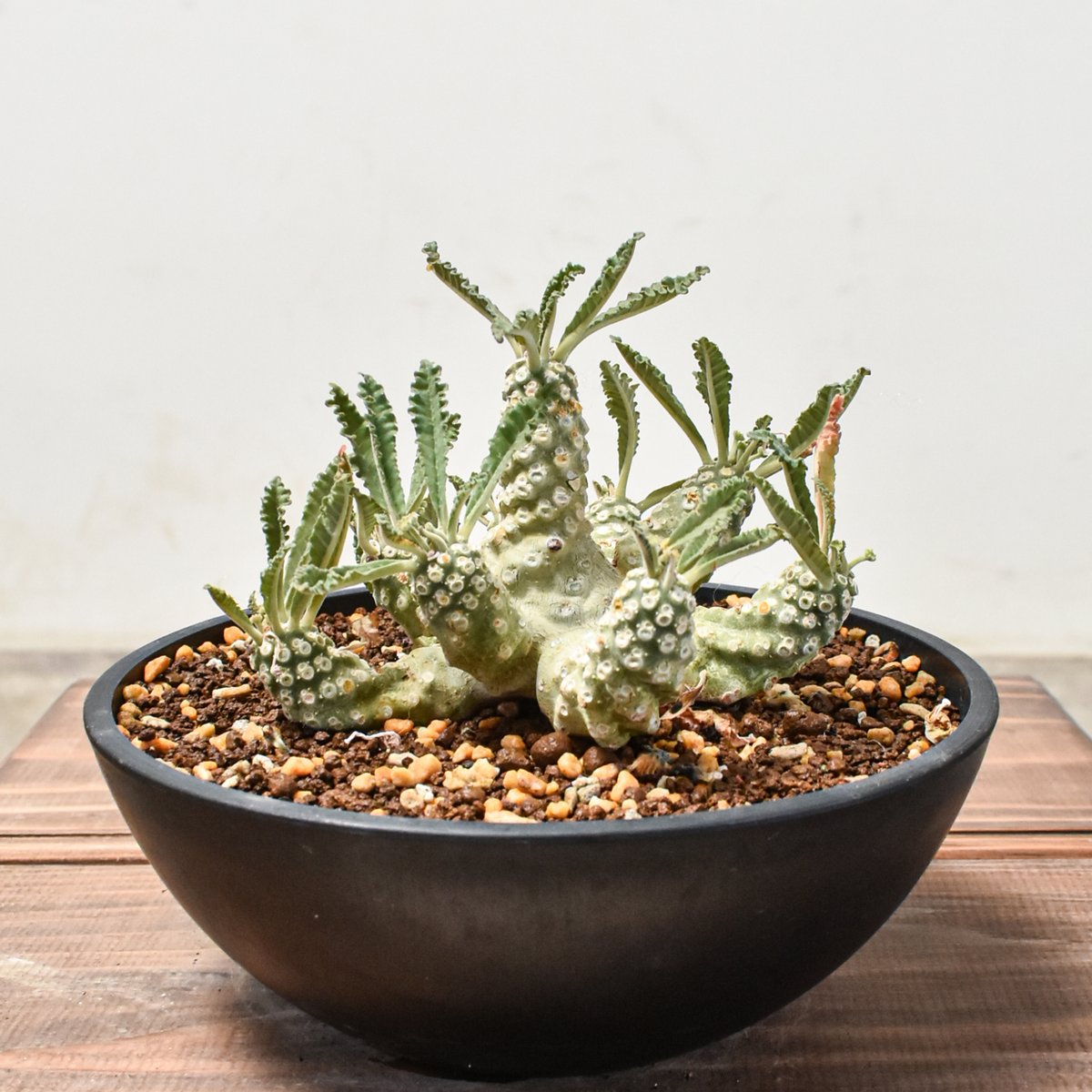 ドルステニア ラブラニー L【発根済み】GM2401762(T) | RAFLUM / ラフ