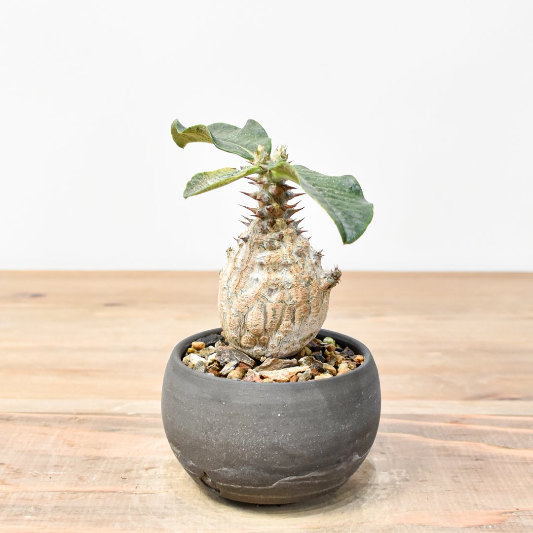 吉園芸】パキポディウム ウィンゾリー 【実生】C RFKI25011306 | RAFLUM