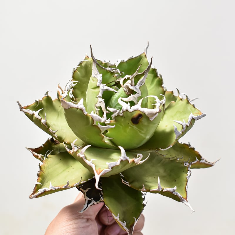 アガベ チタノタ ソーラーエクリプス 