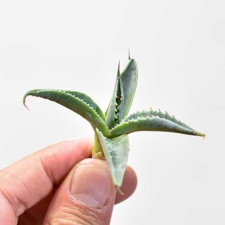 CATEGORY ユタエンシスエボリスピナ×ブラックアンドブルー