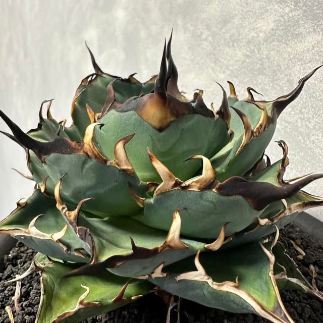 fit=scale-down,w=1200