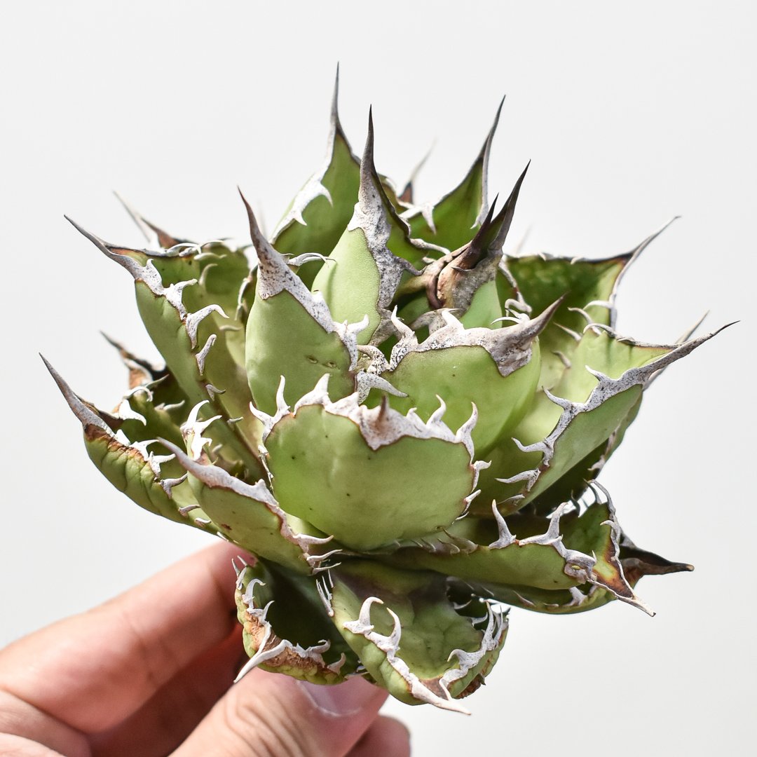 泣きのコレクション出品！ アガベ スーパーチタノタ 親株