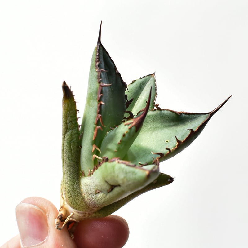 アガベ オテロイ 