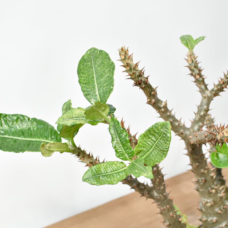 RAFLUMコレクション】パキポディウム ウィンゾリー 