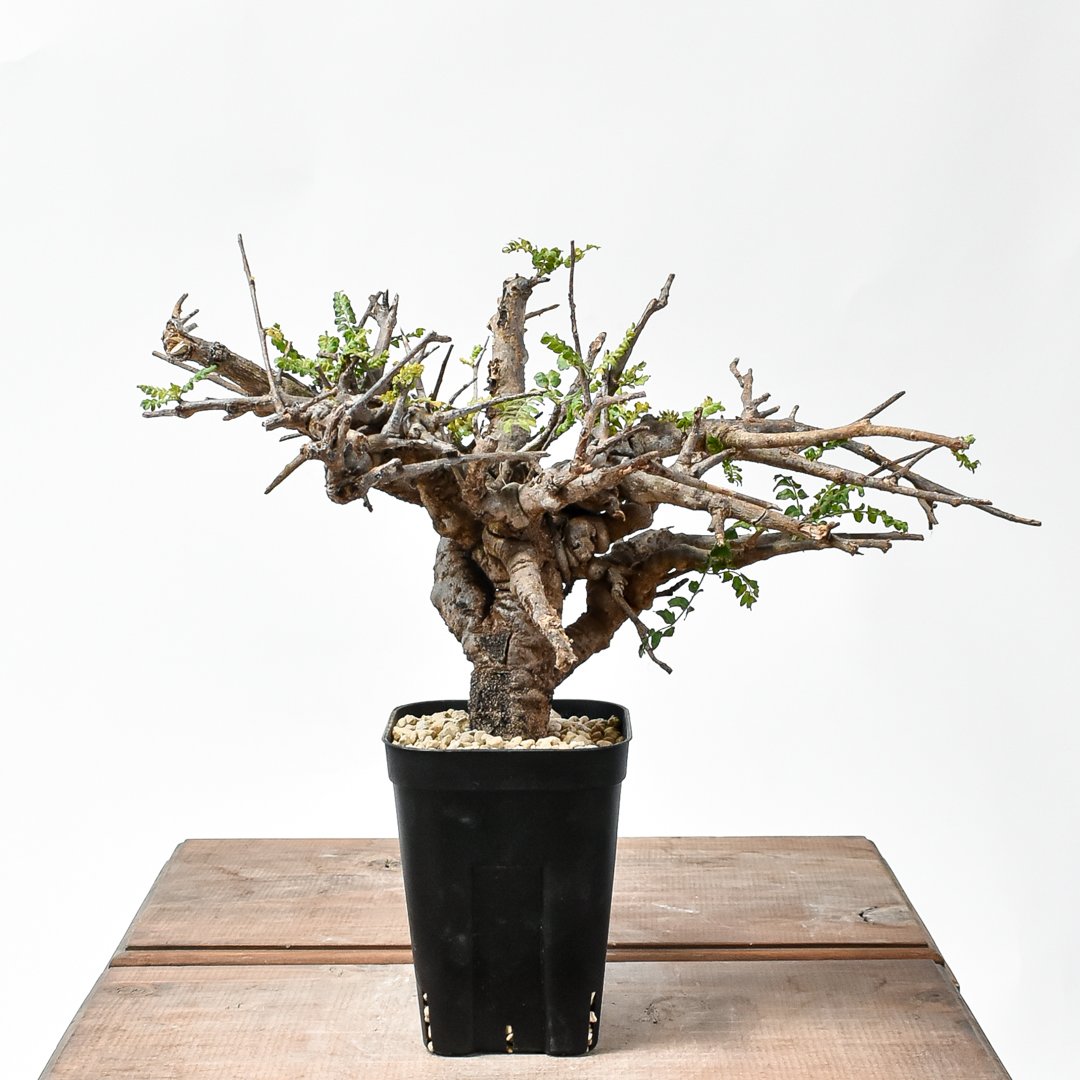 ボスウェリア ネグレクタ 現地株 発根済み 塊根植物　特大株 original