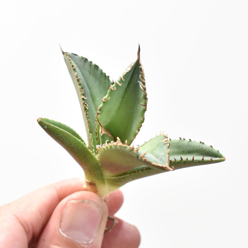 アガベ チタノタ DENNIS040 