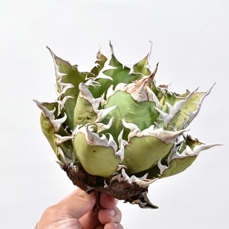 アガベ チタノタ "精品レッドキャットウィーズル" / 精品赤猫 , 精品紅猫  【台湾 dragon agave産/中株/抜き苗】F09 DG25010437(T)