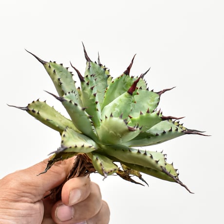 アガベ "曲刺八雷" （マクロアカンサ × ポタトラム ハイブリット）【台湾 dragon agave産/抜き苗販売/中株】650 DGC25010585